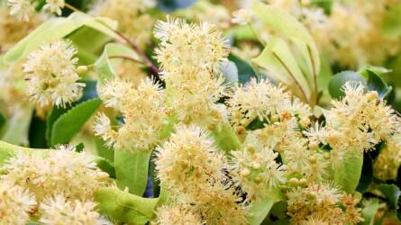 Hársfatea: mikor, miért és hogyan érdemes inni?