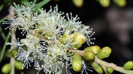 Erősebb, mint gondolná – ezért nem játék a teafaolaj használata