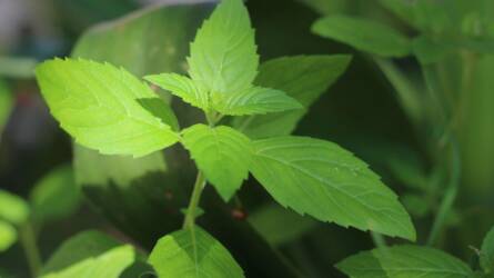 Ne dobja ki! Ezek a fűszernövények szó szerint feltámadnak