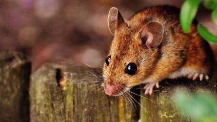 Rágcsálók távol tartása télen - mérgek nélkül!