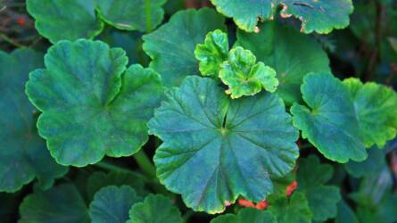 Kell védekezni a telelő muskátlin megjelenő fehér rovarok ellen?