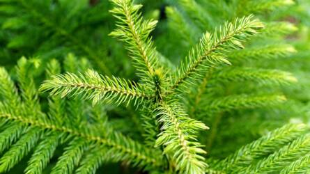 Miért barnul és hullik? A szobafenyő egyértelműen jelez