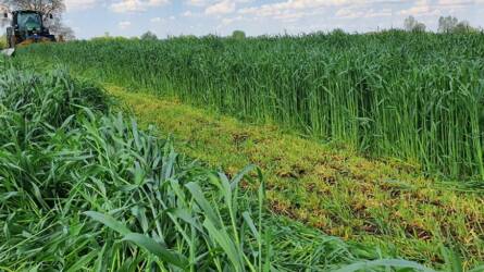 146 éve vetik ugyanazt a növényt ugyanabba a földbe, így bánik el a talajjal