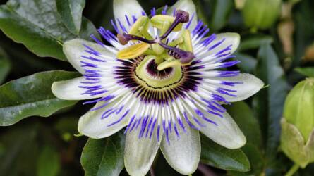 Gyógynövények másnaposság ellen – mi működik igazán?