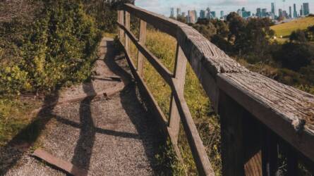 Ami a városi fák alatt történik, azt kevesen sejtik