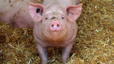 Zárlat alá került több sertéstelep: újra felbukkant az Aujeszky-betegség