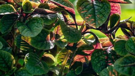 Beleszerettünk ebbe a titokzatos szobanövénybe: függőséget okoz!