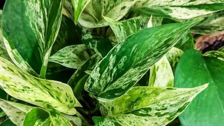 Takácsatka-invázió: hogyan állítsuk meg időben?