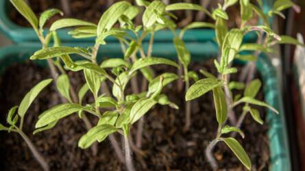 Hogyan lehet megelőzni a palántadőlést?