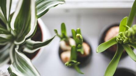 Mikor és mennyit öntözzük a szobanövényeket? Útmutató a hibák elkerüléséhez
