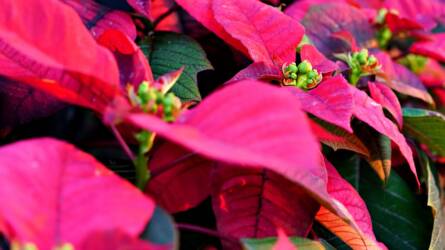 Mikulásvirág karácsony után? Így gondozd, hogy jövőre is szép legyen