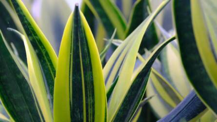 Miért lett újra divat az anyósnyelv a modern lakásokban?