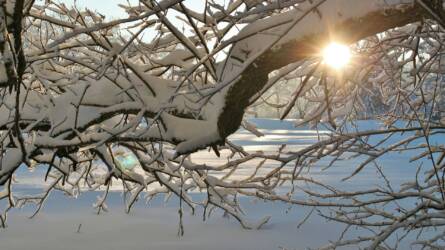 Hónyomás alatt: hogyan előzhető meg a fák téli ágtörése?