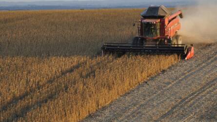 Kilép a brazil szójapiac a moratóriumból – újra nőhet az erdőirtás kockázata?