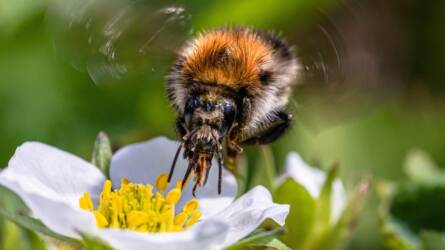 A fagy nem viccel: mentse meg a kert élővilágát!