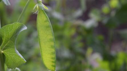 Génszinten javították a borsó ízprofilját: áttörés a növényi fehérjéknél