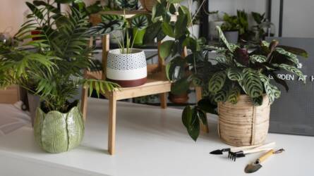 Ingyenes trükkökkel kivédhető, hogy megfázzanak a szobanövényeink télen