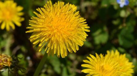 A „sárga gyom”, ami többet tud, mint sok drága étrend-kiegészítő
