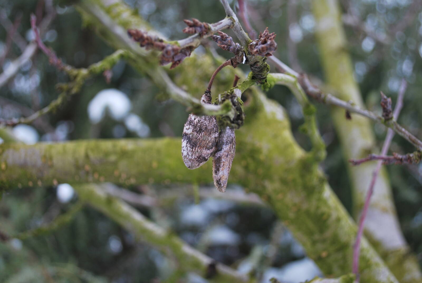 A téli metszés nem minden növény esetében indokolt