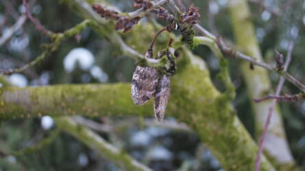 Téli kertápolás egy fenntartható kertben