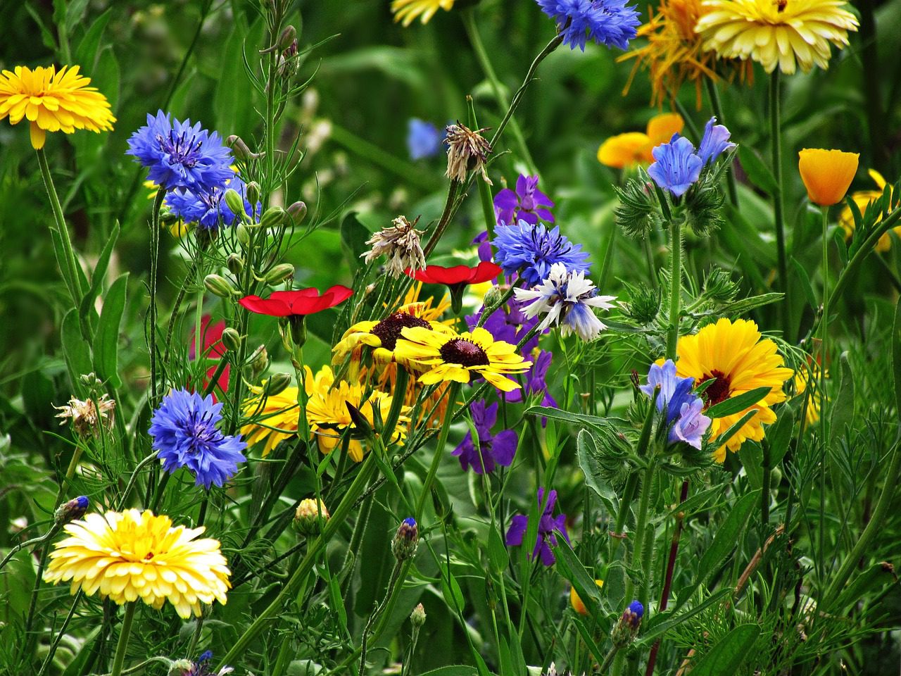 a kert működése közelebb kerül a természetes növénytársulások rendszeréhez