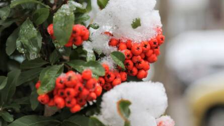 Mely örökzöld dísznövényből érdemes sövényt nevelni?