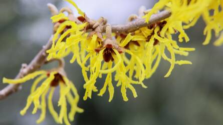 Virágzó kert télen? Igen, ezek a növények dacolnak a faggyal