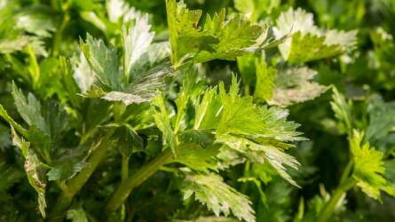 Hogyan kell a zeller palántáit felnevelni?