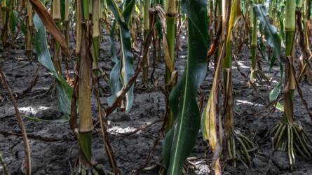 Kiszáradt a hatalmas víztároló, ötször akkora a területe, mint Magyarországnak