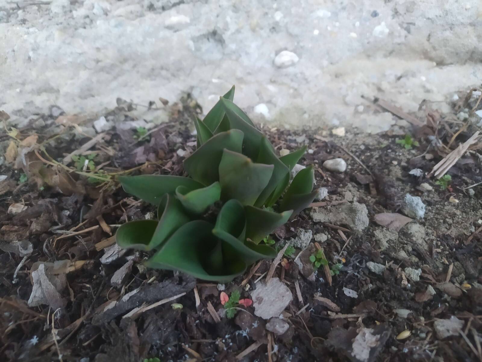 A tulipánok február elején már jelentősen megindulhatnak