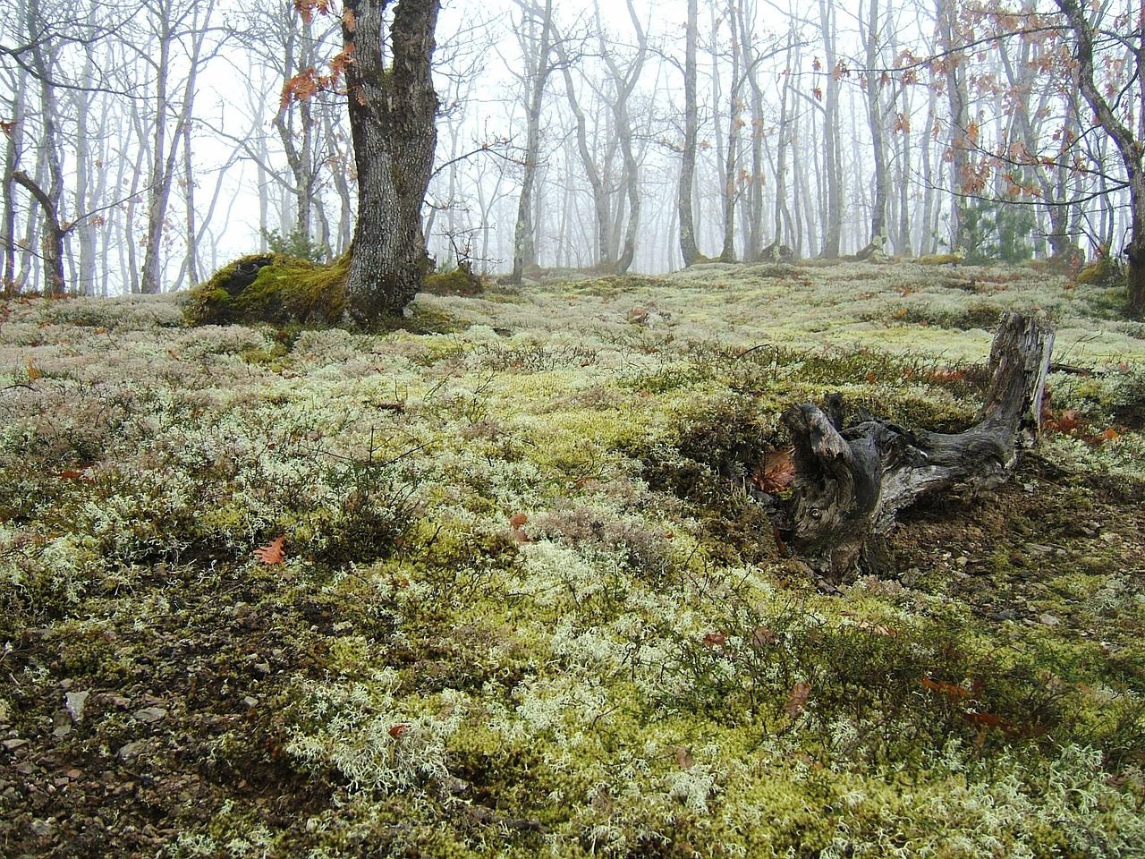 Az EUDR rendelet módosítása miatt egy évvel elhalasztja a annak alkalmazását