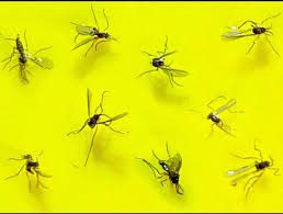 Csapdában ragadt tőzeglegyek