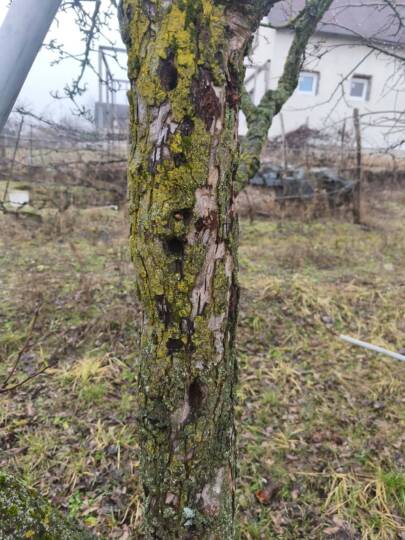 Harkály okozta kutató mélyedések