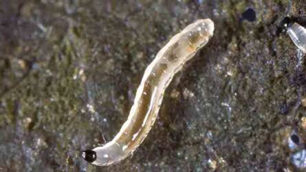 Mit tehetünk a virágföldből előbújó, muslincaszerű rovarok ellen?