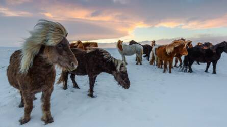 Ettől kell megóvni a lovakat télen