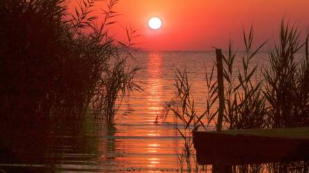 Kegyetlen ragadozó bukkant fel Magyarországon, a Balaton felé indult el