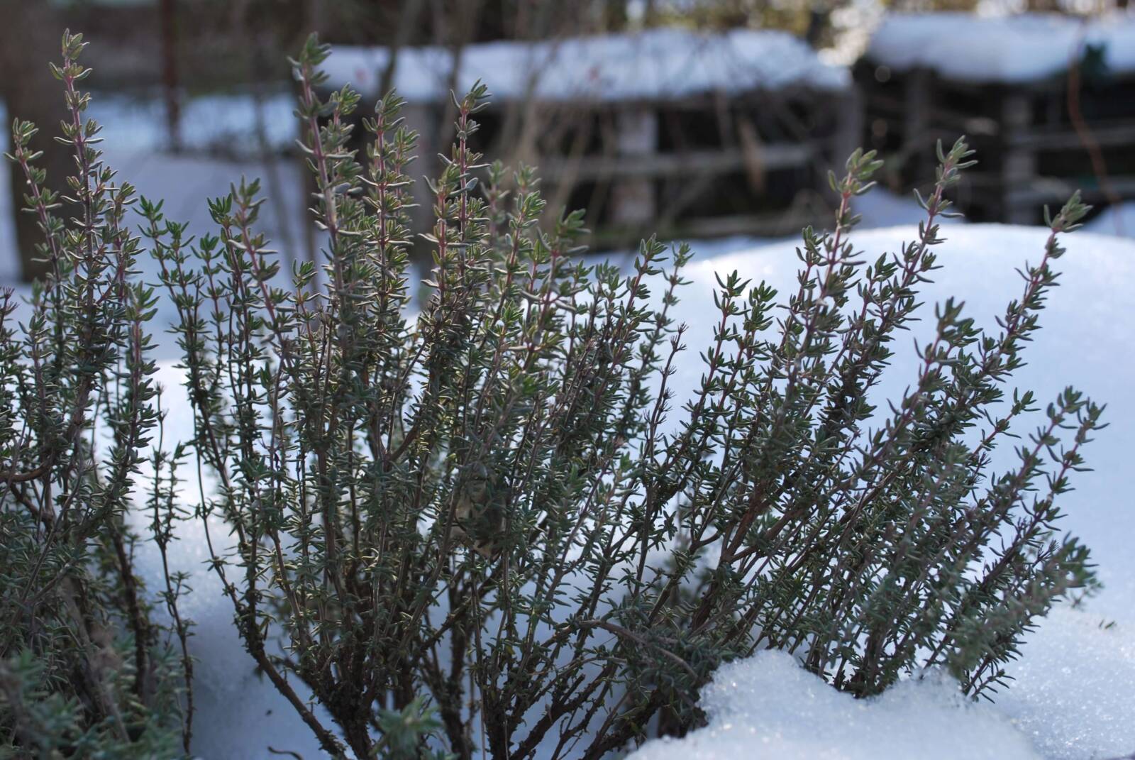 Le kell-e szedni a havat a magaságyásról?