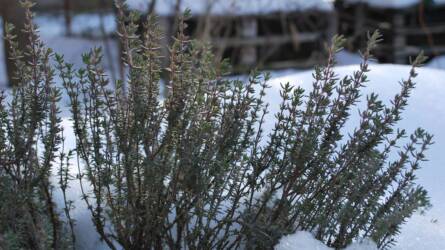 Leszedjük-e a magaságyásokról a hótakarót?