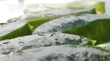 Így készítsen biztonságosan aloe vera levet otthon!