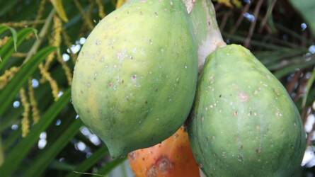 Papaya dézsában: amit a sikerhez tudni kell