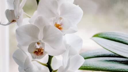 Orchidea téli gondozása: így marad egészséges és virágzó a fűtési szezonban