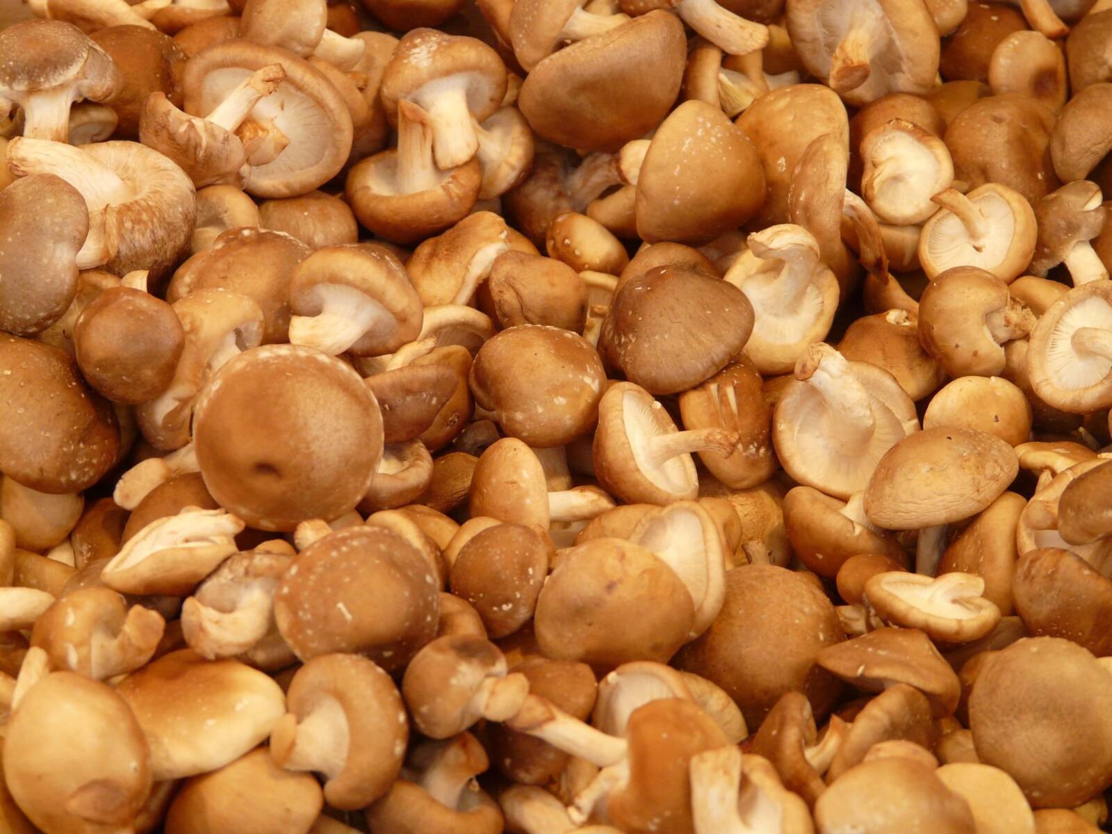 A shiitake gomba termesztésébe is többen vágtak bele az elmúlt években