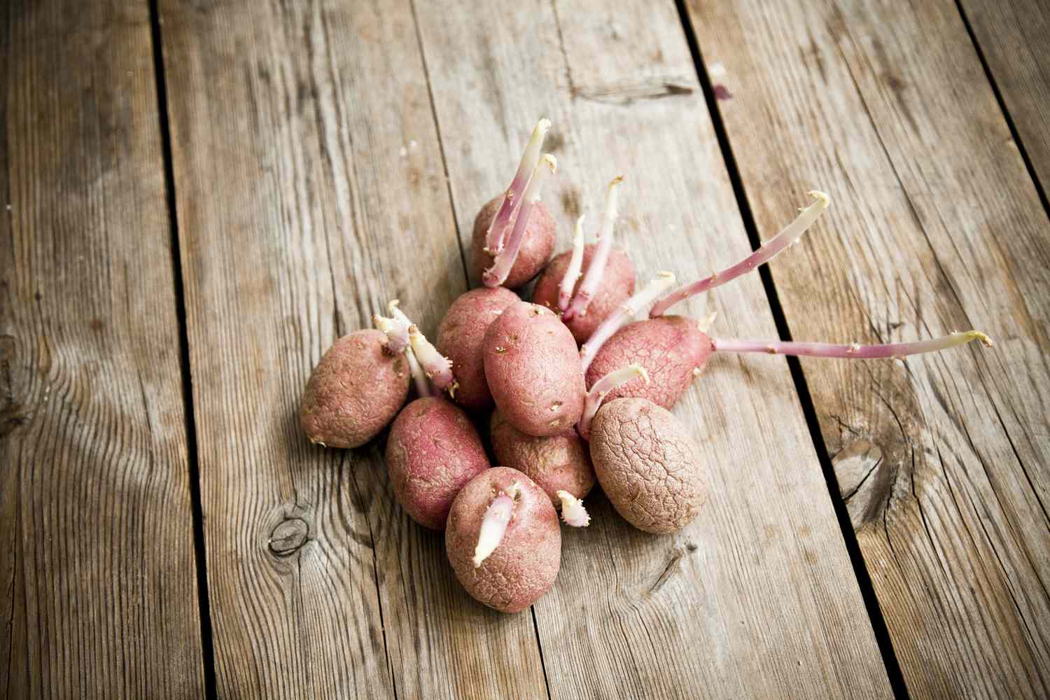 Burgonyagumók a tárolás során kicsíráztak