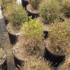 Buxus cilindokládiumos lombelhalás