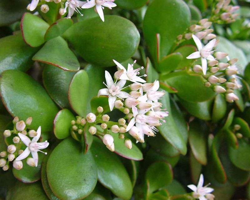 Crassula ovata nyáron kivirágzik
