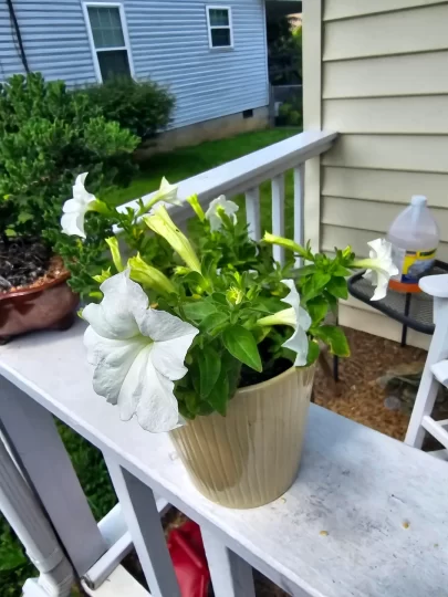 Firefly Petunia