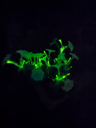 Firefly Petunia
