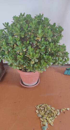 Majomkenyérfa (Crassula) téli levélhullása