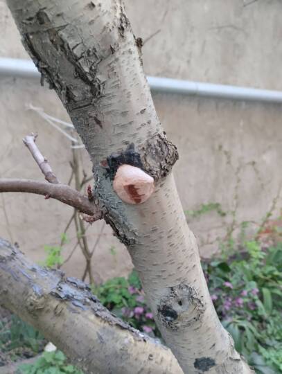 Taplógomba őszibarackfán