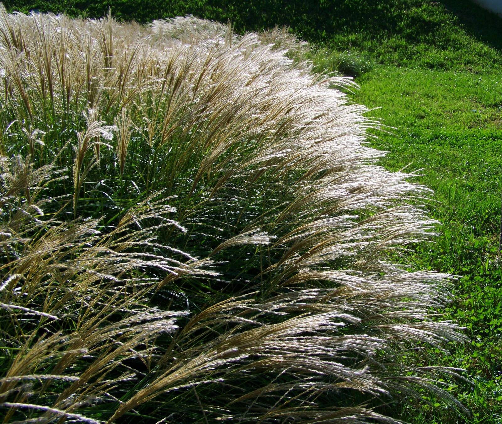 A díszfüvek szintén fontos szerepet kaphatnak a xeriscape kertekben